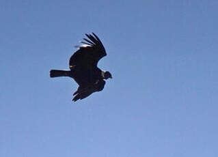 Condor des Andes