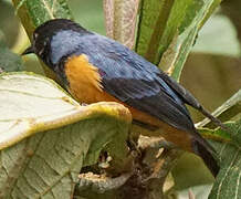 Blue-backed Conebill