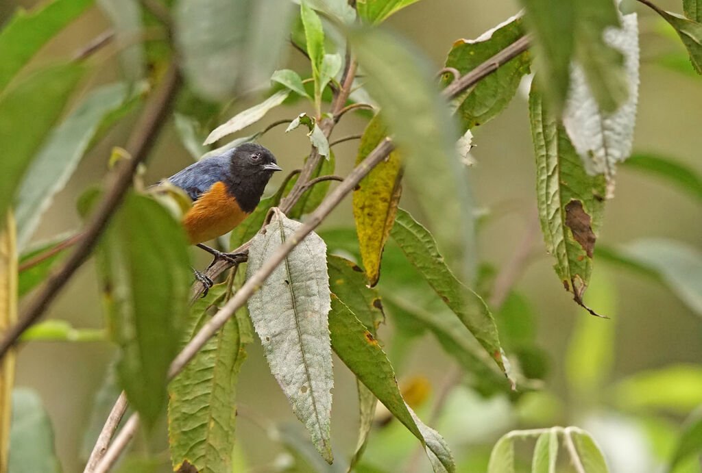 Blue-backed Conebill