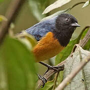 Blue-backed Conebill