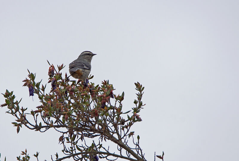 Cinereous Conebill