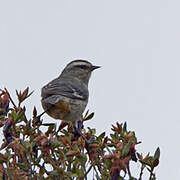 Cinereous Conebill