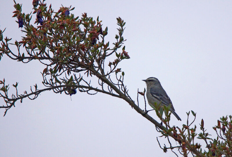 Cinereous Conebill