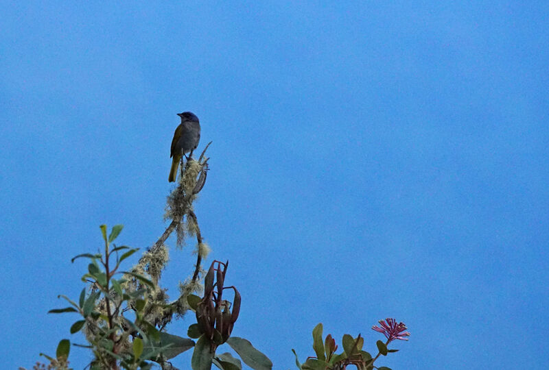 Capped Conebill