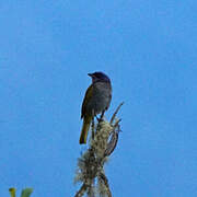 Capped Conebill