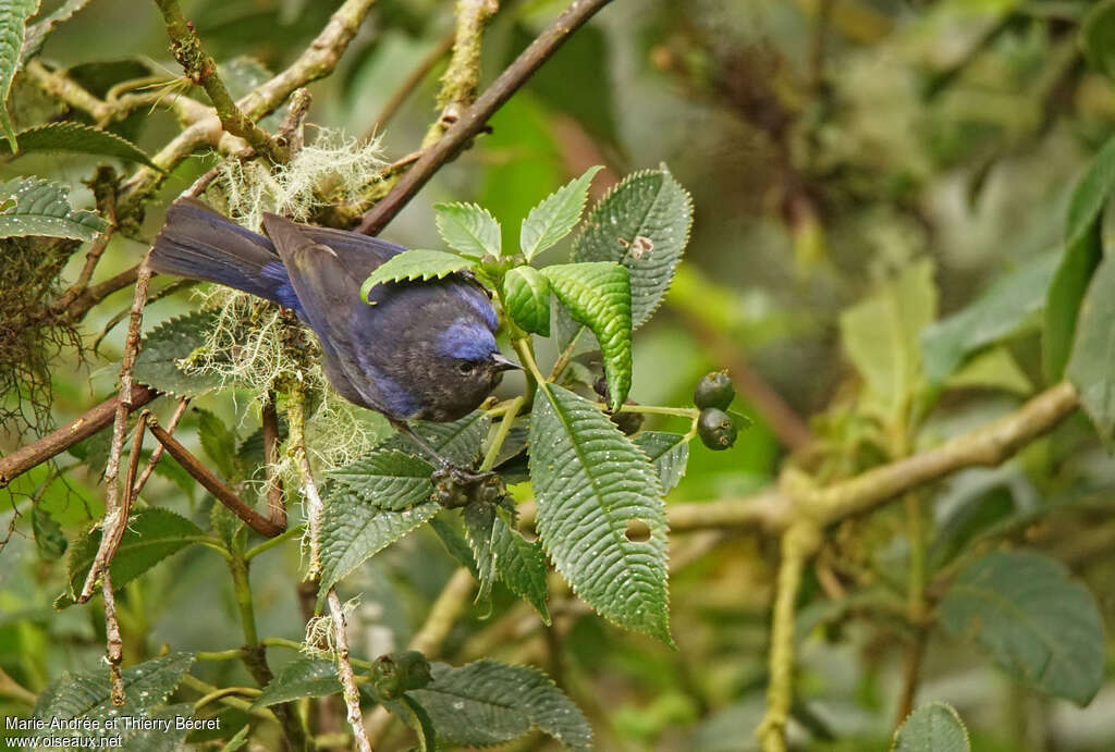 Conirostre coiffé mâle