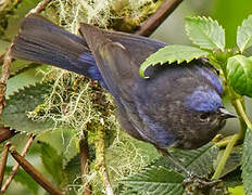 Capped Conebill