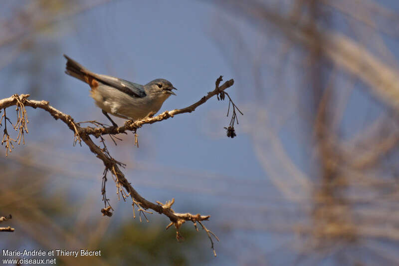 Chestnut-vented Conebill male adult, identification