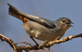 Chestnut-vented Conebill