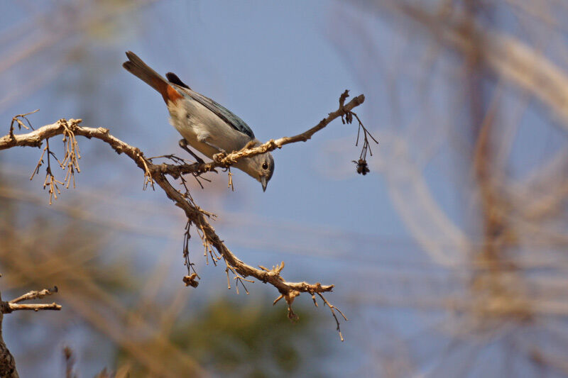 Chestnut-vented Conebill