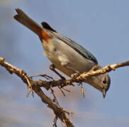 Chestnut-vented Conebill