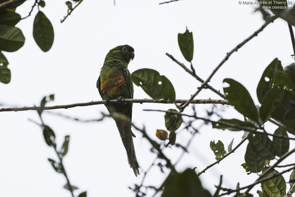 Golden-plumed Parakeet