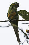 Conure à pinceaux d'or