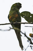 Golden-plumed Parakeet