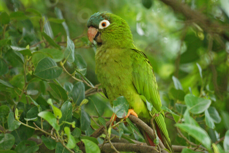 Blue-crowned Parakeet