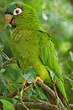 Conure à tête bleue