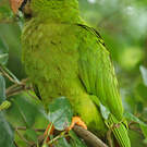 Conure à tête bleue
