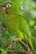 Blue-crowned Parakeet