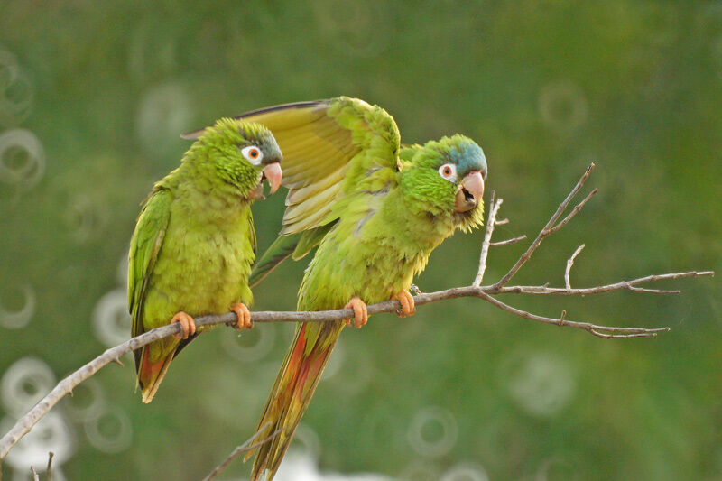 Conure à tête bleue