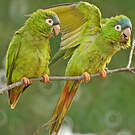 Conure à tête bleue