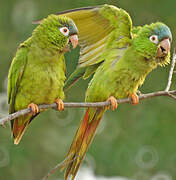 Blue-crowned Parakeet