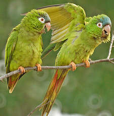 Conure à tête bleue