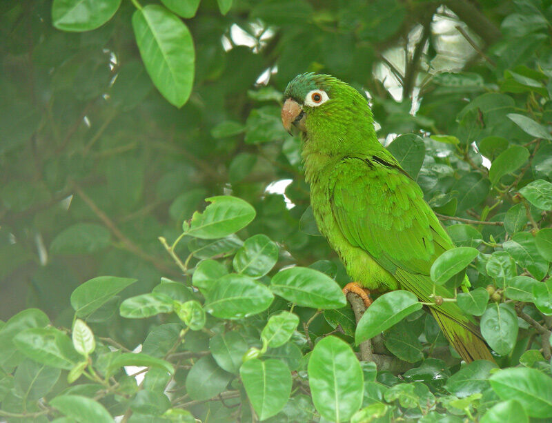 Blue-crowned Parakeet