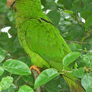 Conure à tête bleue