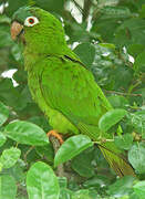 Conure à tête bleue