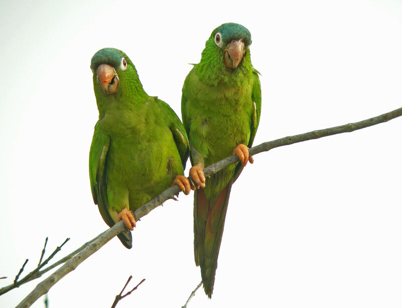 Blue-crowned Parakeet