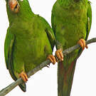 Conure à tête bleue