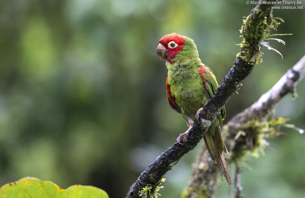 Conure à tête rouge