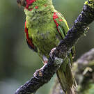 Conure à tête rouge