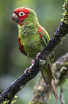 Conure à tête rouge