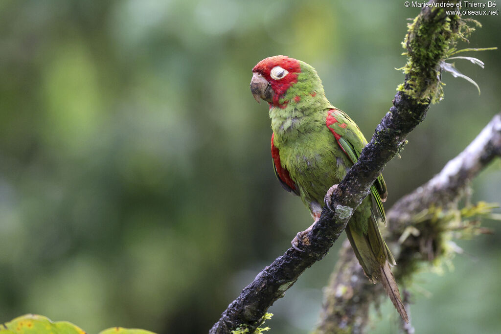 Red-masked Parakeet