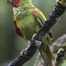 Conure à tête rouge