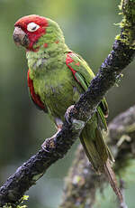 Conure à tête rouge