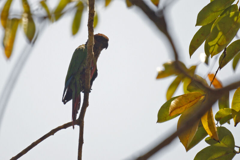 Crimson-bellied Parakeet