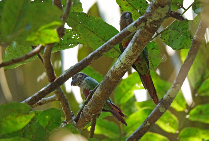 Conure à ventre rouge