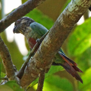 Conure à ventre rouge