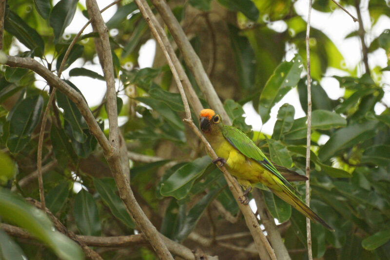 Peach-fronted Parakeet