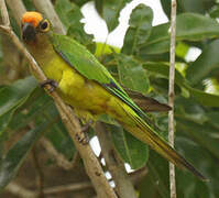 Peach-fronted Parakeet