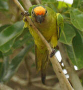 Peach-fronted Parakeet