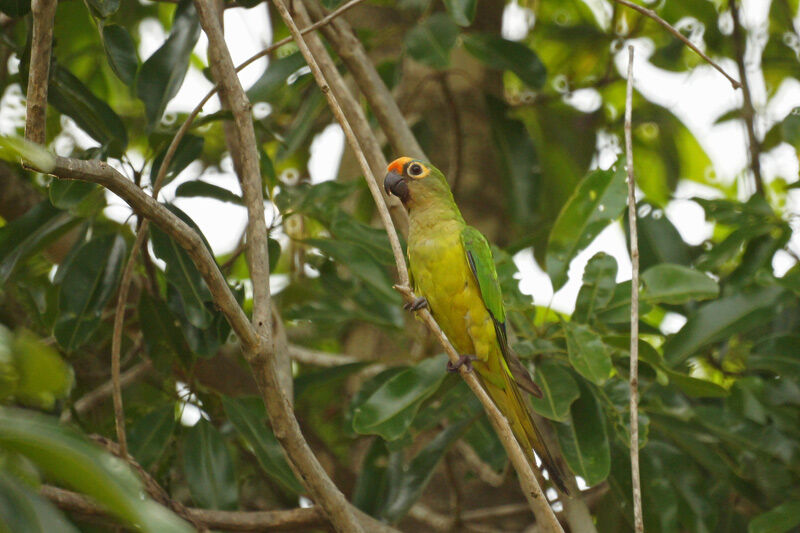 Peach-fronted Parakeet