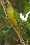 Conure couronnée