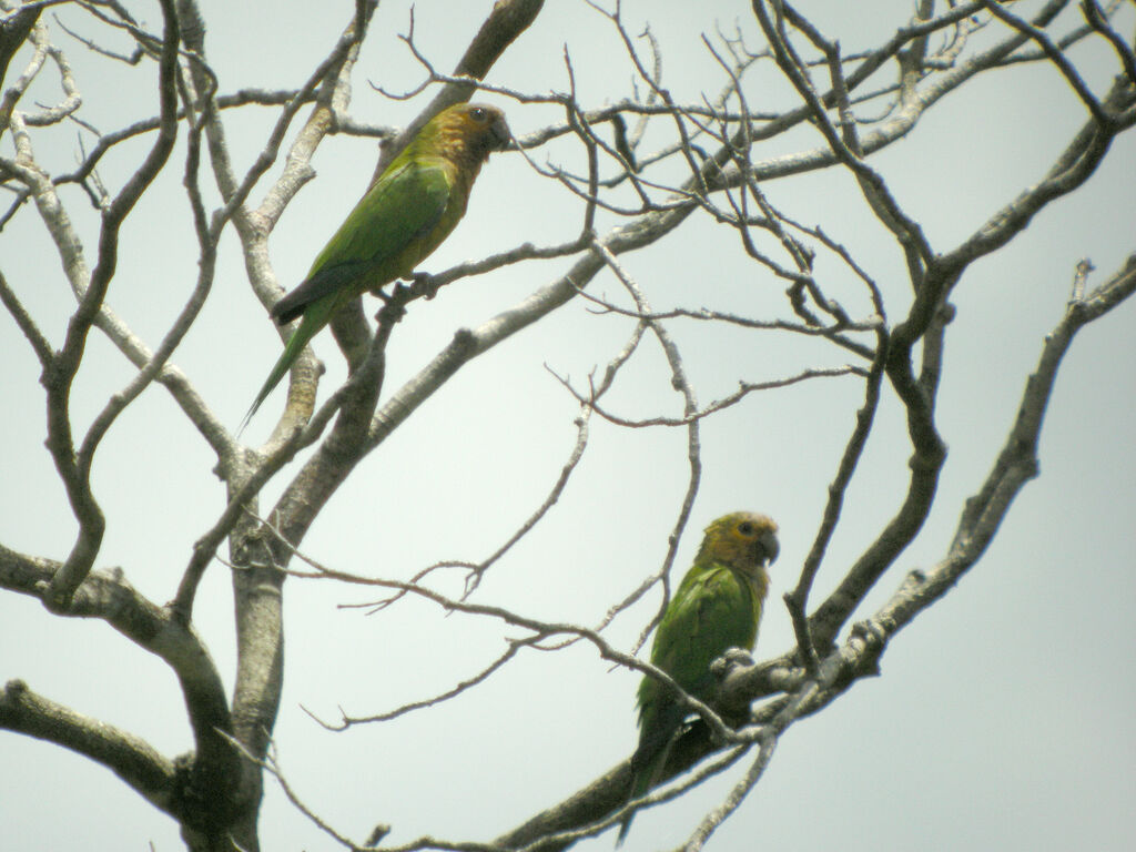 Brown-throated Parakeet