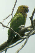 Brown-throated Parakeet