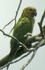 Conure cuivrée