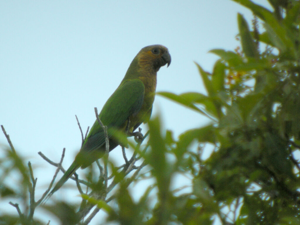 Conure cuivrée