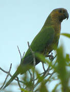 Conure cuivrée